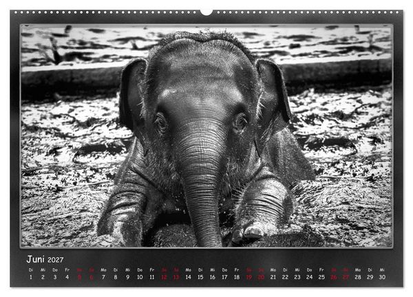 Produktbild: Tieren ins Gesicht geschaut (hochwertiger Premium Wandkalender 2027 DIN A2 quer), Kunstdruck in Hochglanz