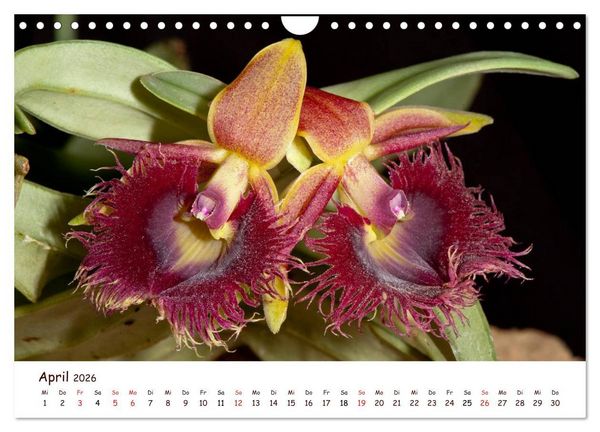 Produktbild: Orchideenzauber (Wandkalender 2026 DIN A4 quer), CALVENDO Monatskalender