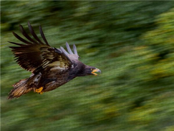 Produktbild: CALVENDO Puzzle Adler 1000 Teile Lege-Gr&ouml;&szlig;e 64 x 48 cm Foto-Puzzle Bild von Ursula Di Chito