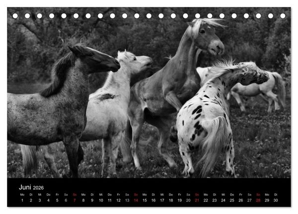 Produktbild: Pferde 2026 Wild Thing (Tischkalender 2026 DIN A5 quer), CALVENDO Monatskalender