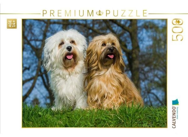 CALVENDO Puzzle Havaneser - Rüde und Hündin | 500 Teile Lege-Größe 48 × 36 cm Foto-Puzzle für Erwachsene