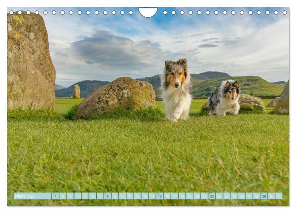 Produktbild: Highland-Collies - Auf vier Pfoten durch Schottland und Irland (Wandkalender 2026 DIN A4 quer), CALVENDO Monatskalender
