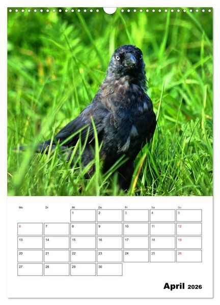 Produktbild: Heimische Wildtiere Terminplaner (Wandkalender 2026 DIN A3 hoch), CALVENDO Monatskalender