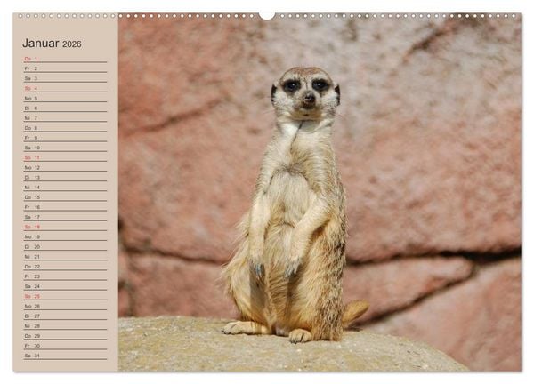 Produktbild: Erdm&auml;nnchen (hochwertiger Premium Wandkalender 2026 DIN A2 quer), Kunstdruck in Hochglanz
