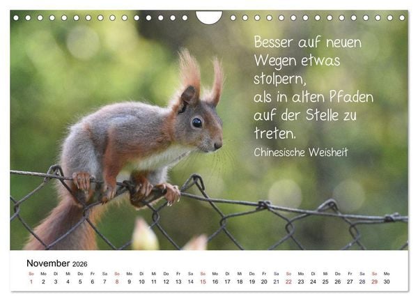 Produktbild: Der literarische Eichh&ouml;rnchen-Kalender (Wandkalender 2026 DIN A4 quer), CALVENDO Monatskalender