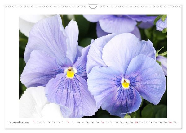 Produktbild: Veilchengew&auml;chse - Stiefm&uuml;tterchen und Hornveilchen (Wandkalender 2026 DIN A3 quer), CALVENDO Monatskalender