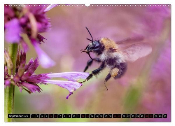 Produktbild: Hummeln - Flugaufnahmen eines faszinierenden Insekts (hochwertiger Premium Wandkalender 2026 DIN A2 quer), Kunstdruck in Hochglanz