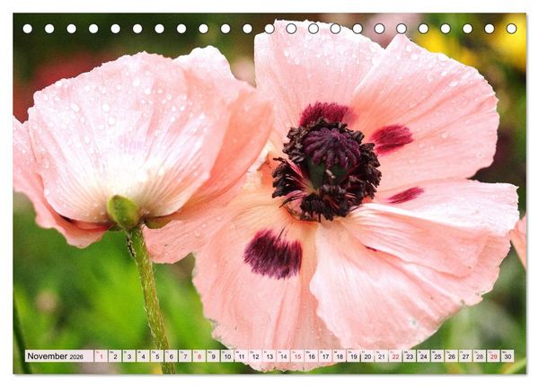 Produktbild: Mohnblumen. Leuchtender Liebreiz auf Wiesen und in G&auml;rten (Tischkalender 2026 DIN A5 quer), CALVENDO Monatskalender