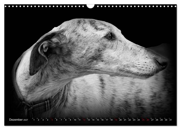 Produktbild: Galgo Espa&ntilde;ol - der spanische Windhund 2027 (Wandkalender 2027 DIN A3 quer), CALVENDO Monatskalender
