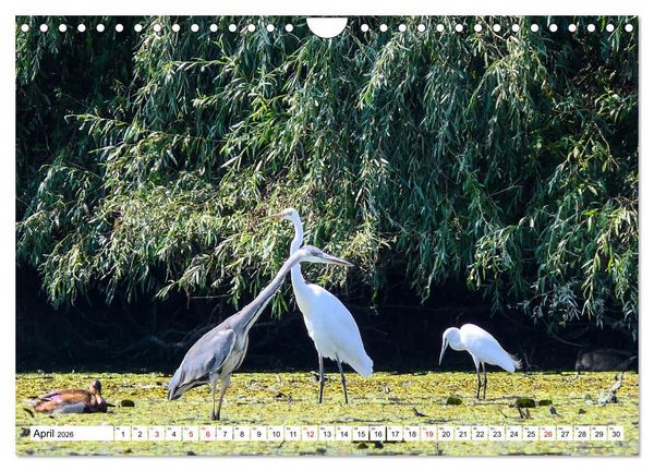 Produktbild: Rund um das Donaudelta (Wandkalender 2026 DIN A4 quer), CALVENDO Monatskalender