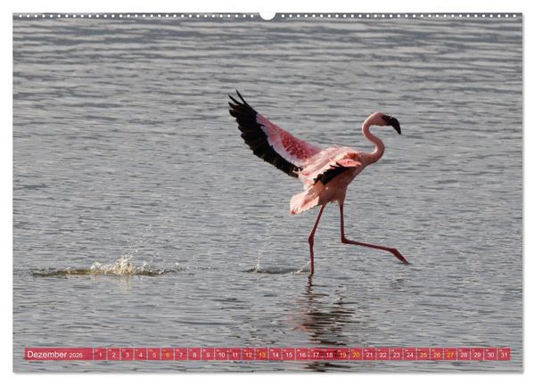 Produktbild: Flamingos am Lake Bogoria - Kenia (hochwertiger Premium Wandkalender 2026 DIN A2 quer), Kunstdruck in Hochglanz