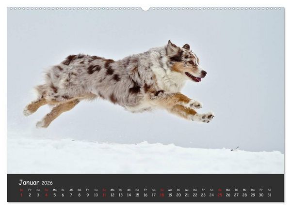 Produktbild: Australian Shepherd - Augenblicke (Wandkalender 2026 DIN A2 quer), CALVENDO Monatskalender
