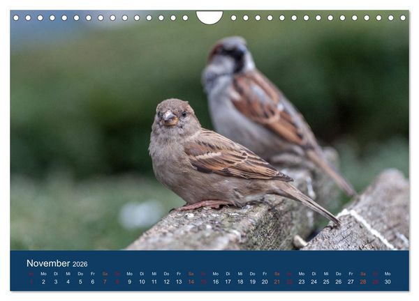 Produktbild: Spatzen-Kalender (Wandkalender 2026 DIN A4 quer), CALVENDO Monatskalender
