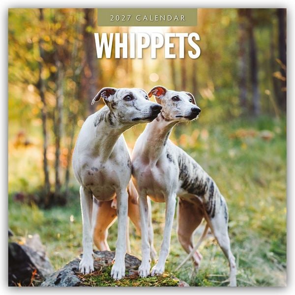 Produktbild: Whippets &ndash; Whippet 2027 &ndash; 16-Monatskalender