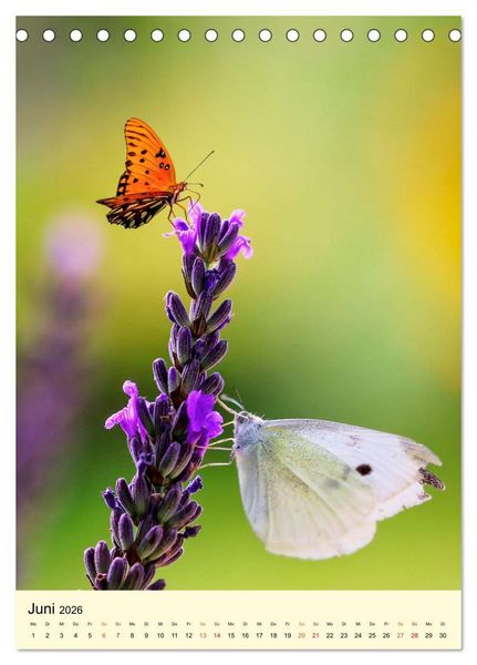 Produktbild: Provence Lavendel Paradies (Tischkalender 2026 DIN A5 hoch), CALVENDO Monatskalender