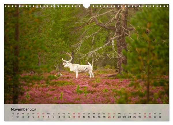Produktbild: Magische Tiermomente (Wandkalender 2027 DIN A3 quer), CALVENDO Monatskalender