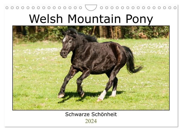 Welsh Mountain Pony - Schwarze Schönheit (Wandkalender 2024 DIN A4 quer), CALVENDO Monatskalender
