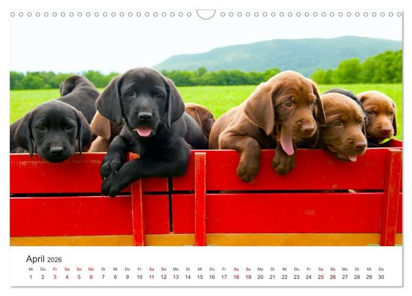 Produktbild: Labrador - Der Vierbeiner in Szene gesetzt. (Wandkalender 2026 DIN A3 quer), CALVENDO Monatskalender