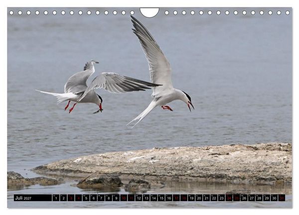 Produktbild: Mallorcas V&ouml;gel (Wandkalender 2027 DIN A4 quer), CALVENDO Monatskalender