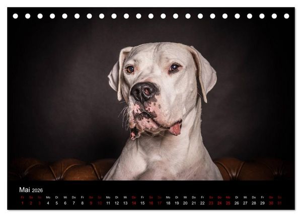 Produktbild: DOGO ARGENTINO (Tischkalender 2026 DIN A5 quer), CALVENDO Monatskalender