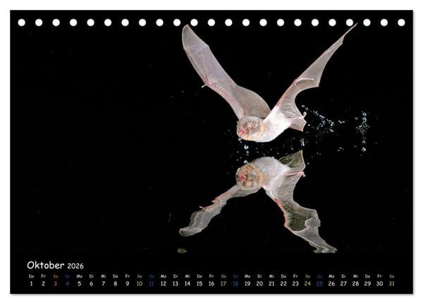 Produktbild: Flederm&auml;use - kleine Vampire (Tischkalender 2026 DIN A5 quer), CALVENDO Monatskalender
