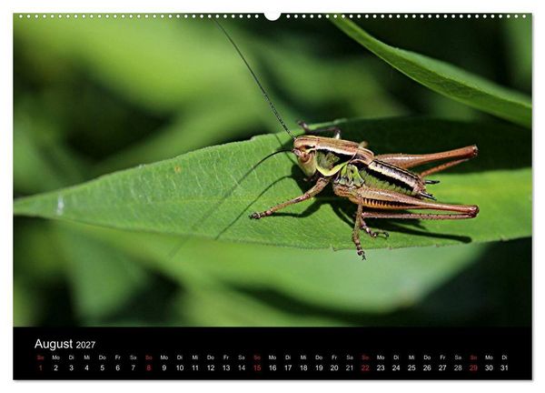 Produktbild: Makro-Kalender 2027 (Wandkalender 2027 DIN A2 quer), CALVENDO Monatskalender