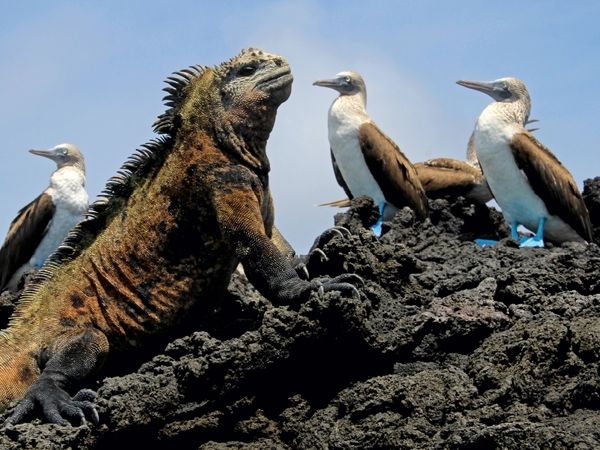 Produktbild: Meerechse & Blaufusst&ouml;lpel, Galapagos, Ecuador (Puzzle)
