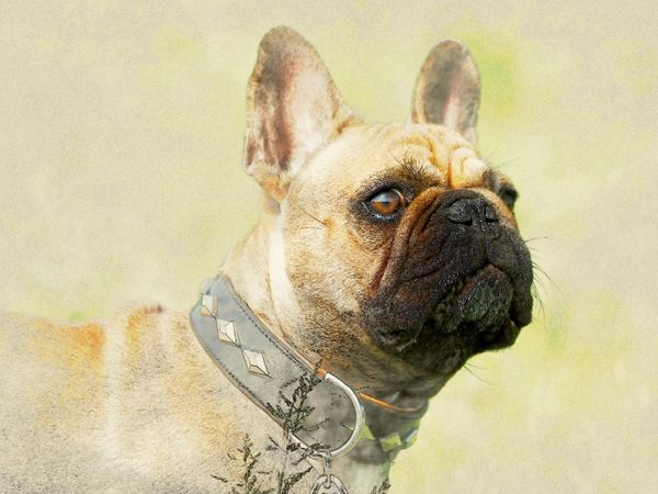 Produktbild: CALVENDO Puzzle Ein Motiv aus dem Kalender Franz&ouml;sische Bulldoggen 2017 | 1000 Teile Lege-Gr&ouml;&szlig;e 64x48cm Foto-Puzzle f&uuml;r gl&uuml;ckliche Stunden