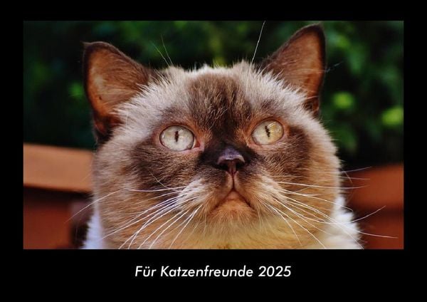 Produktbild: F&uuml;r Katzenfreunde 2025 Fotokalender DIN A3