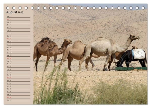 Produktbild: Kamele in der W&uuml;stensonne (Tischkalender 2026 DIN A5 quer), CALVENDO Monatskalender