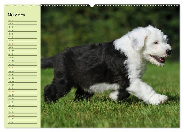 Produktbild: Traumhund Bobtail (hochwertiger Premium Wandkalender 2026 DIN A2 quer), Kunstdruck in Hochglanz