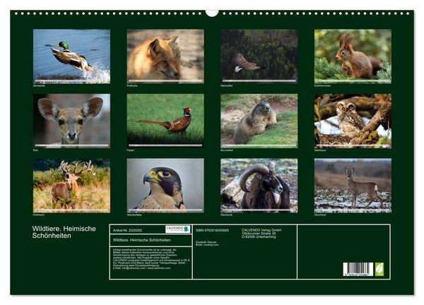 Produktbild: Wildtiere. Heimische Sch&ouml;nheiten (Wandkalender 2026 DIN A2 quer), CALVENDO Monatskalender
