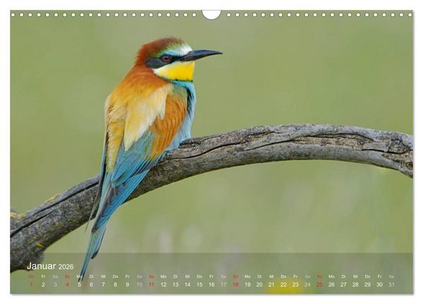 Produktbild: Europ&auml;ische Bienenfresser (Wandkalender 2026 DIN A3 quer), CALVENDO Monatskalender
