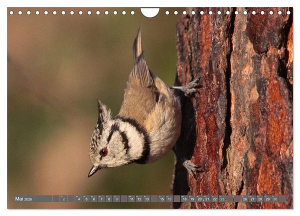 Produktbild: V&ouml;gel ganz nah (Wandkalender 2026 DIN A4 quer), CALVENDO Monatskalender