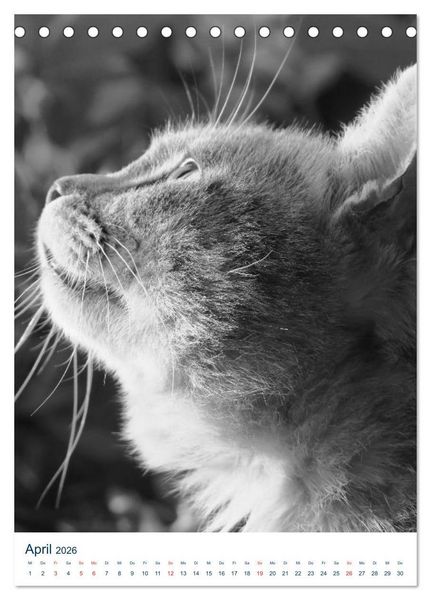 Produktbild: Wilde Katzen - Korsikas Samtpfoten (Tischkalender 2026 DIN A5 hoch), CALVENDO Monatskalender