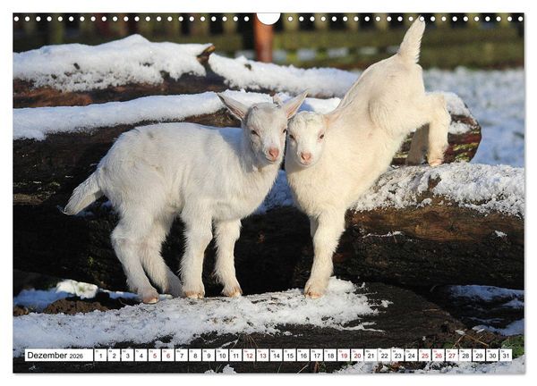 Produktbild: Ziegen - Die Stars aus dem Streichelzoo (Wandkalender 2026 DIN A3 quer), CALVENDO Monatskalender