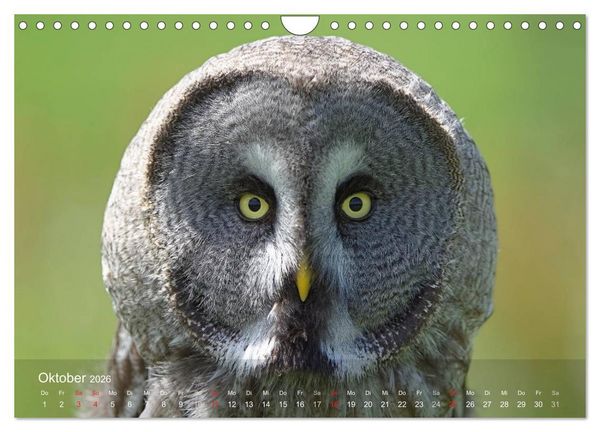 Produktbild: Eulen-Kalender (Wandkalender 2026 DIN A4 quer), CALVENDO Monatskalender