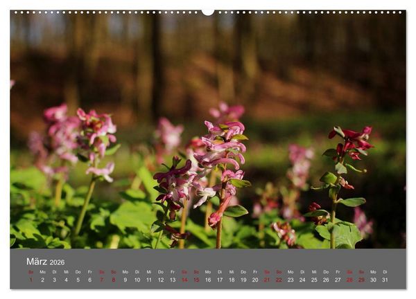 Produktbild: Wahner Heide - Aussichten und Begegnungen (hochwertiger Premium Wandkalender 2026 DIN A2 quer), Kunstdruck in Hochglanz
