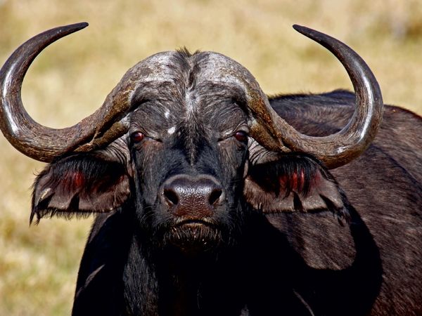 Produktbild: CALVENDO Puzzle Kaffernb&uuml;ffel in Afrika | 1000 Teile Lege-Gr&ouml;&szlig;e 64x48cm Foto-Puzzle f&uuml;r gl&uuml;ckliche Stunden
