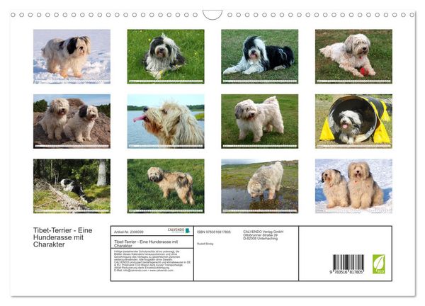 Produktbild: Tibet-Terrier - Eine Hunderasse mit Charakter (Wandkalender 2027 DIN A3 quer), CALVENDO Monatskalender