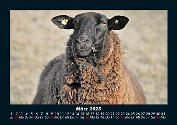 Produktbild: Tierkalender 2025 Fotokalender DIN A5