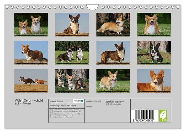 Produktbild: Welsh Corgi - Kobold auf 4 Pfoten (Wandkalender 2026 DIN A4 quer), CALVENDO Monatskalender