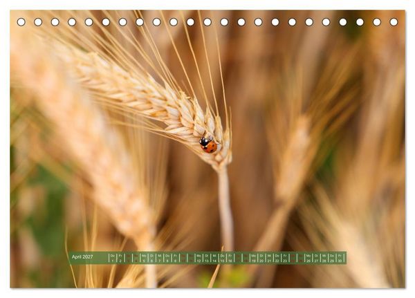Produktbild: Feldansichten (Tischkalender 2027 DIN A5 quer), CALVENDO Monatskalender
