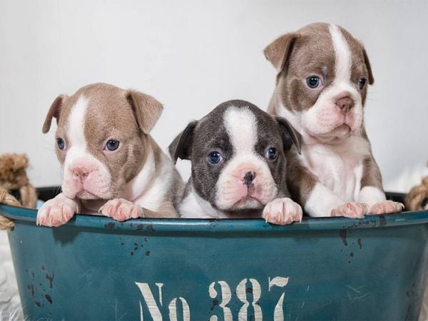 Produktbild: CALVENDO Puzzle Colored Boston Terrier Geschwister Lilac und Blue / White | 1000 Teile Lege-Gr&ouml;&szlig;e 64x48cm Foto-Puzzle f&uuml;r gl&uuml;ckliche Stunden
