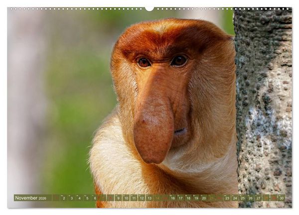 Produktbild: Nasenaffen von Borneo (Wandkalender 2026 DIN A2 quer), CALVENDO Monatskalender