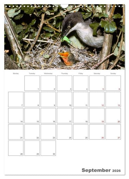 Produktbild: At the dawn of life the secret life of passerines (Wall Calendar 2026 DIN A3 portrait), CALVENDO 12 Month Wall Calendar