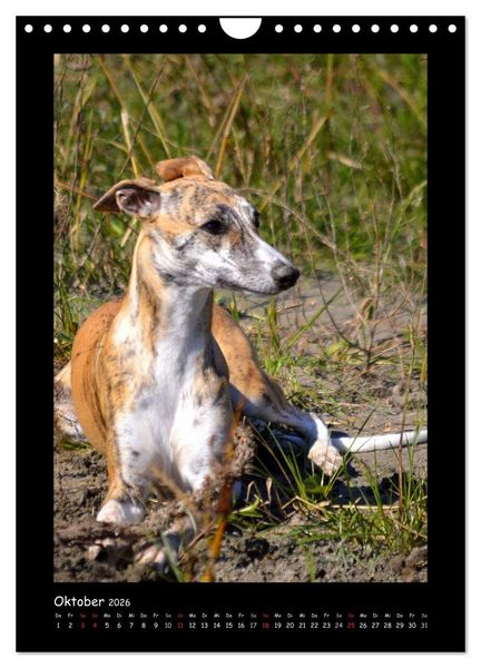 Produktbild: Ein Whippet wird erwachsen (Wandkalender 2026 DIN A4 hoch), CALVENDO Monatskalender