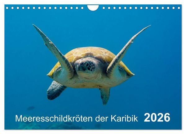 Produktbild: Meeresschildkr&ouml;ten der Karibik (Wandkalender 2026 DIN A4 quer), CALVENDO Monatskalender