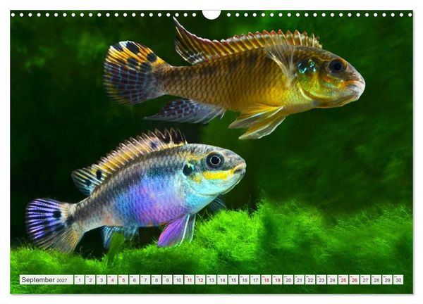 Produktbild: Beliebte Fische der Welt (Wandkalender 2027 DIN A3 quer), CALVENDO Monatskalender