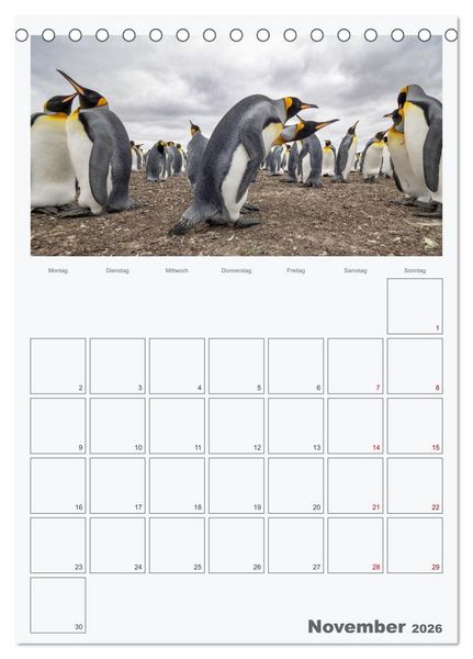 Produktbild: Alltag bei den Pinguinen auf Falkland (Tischkalender 2026 DIN A5 hoch), CALVENDO Monatskalender